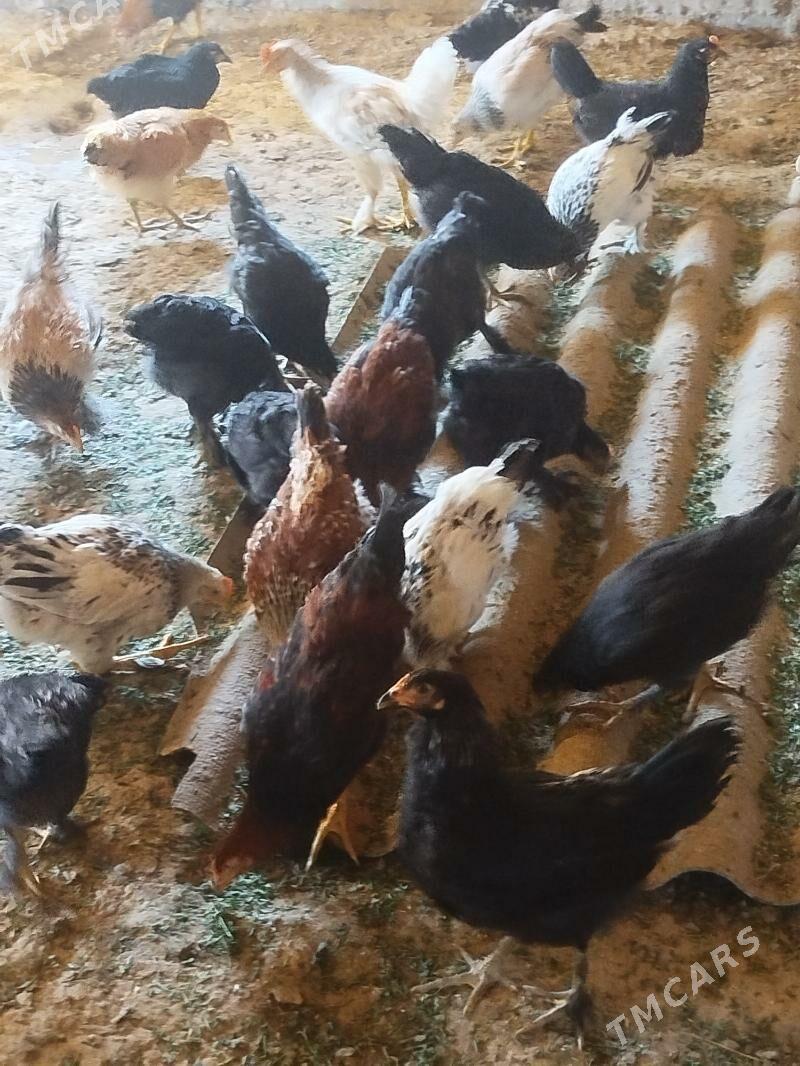 Towuk jüje - Baýramaly - img 5