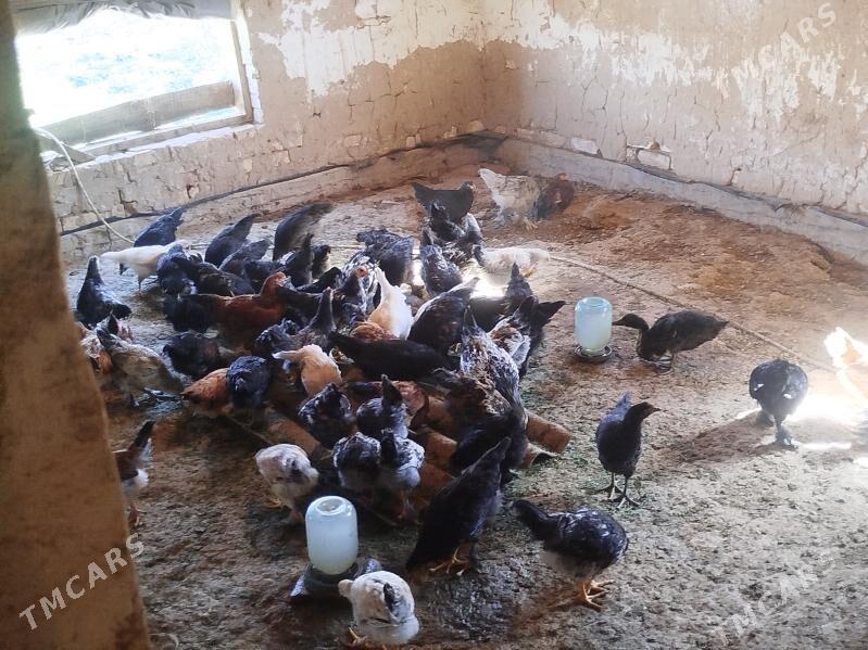 Towuk jüje - Baýramaly - img 6