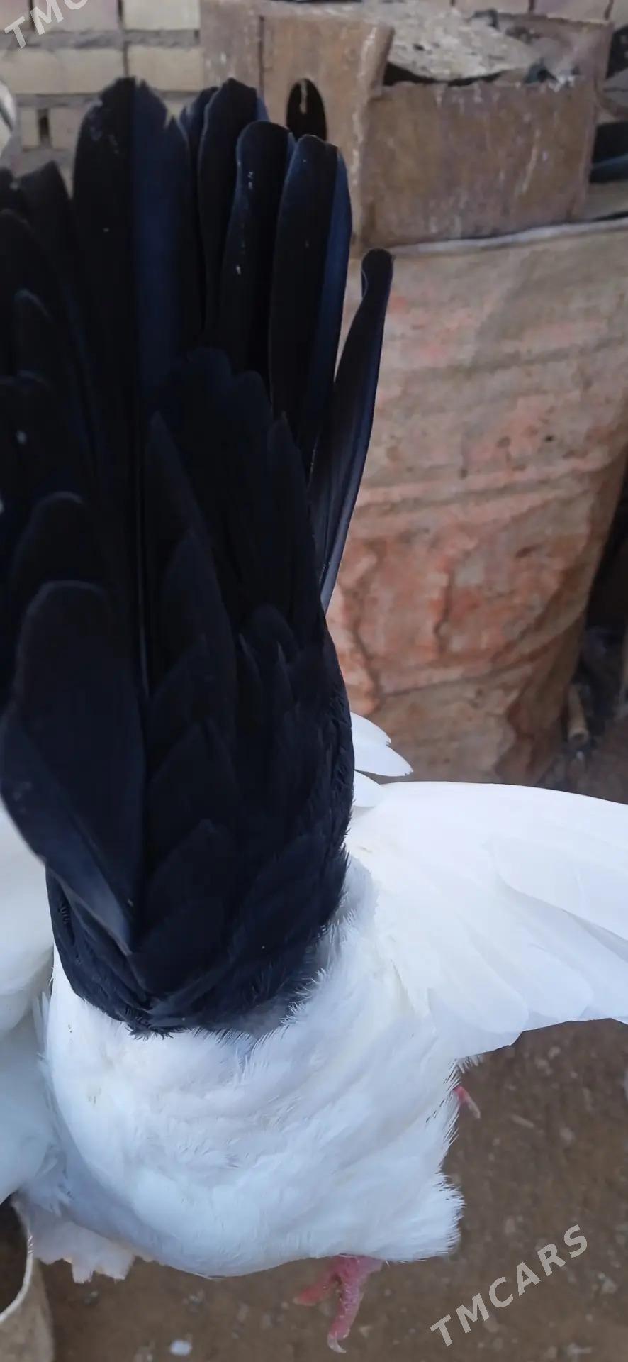 kepderi - Tejen - img 4