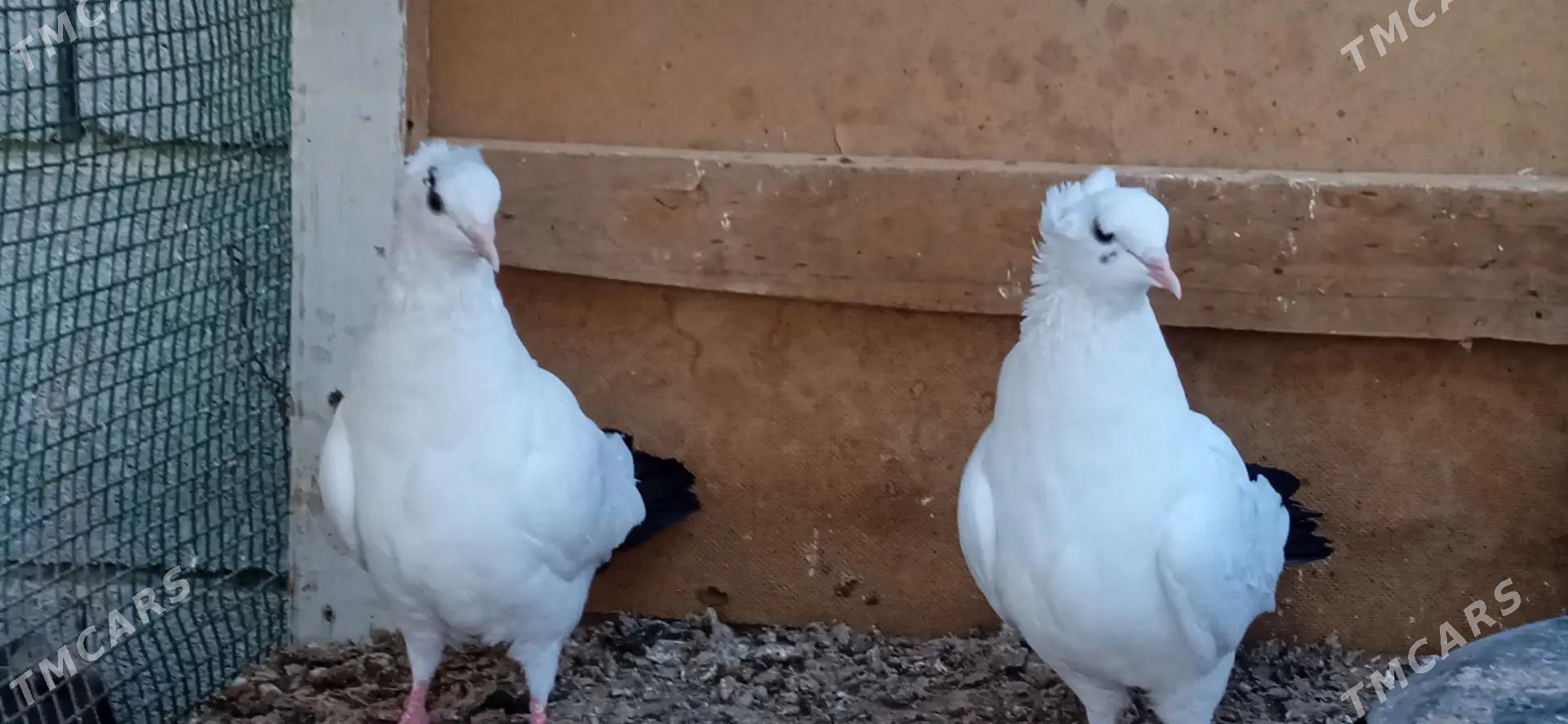 kepderi - Tejen - img 3