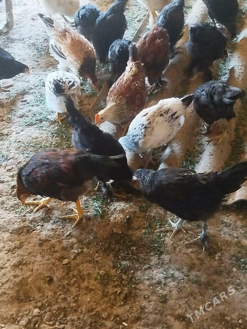 Towuk jüje - Baýramaly - img 2