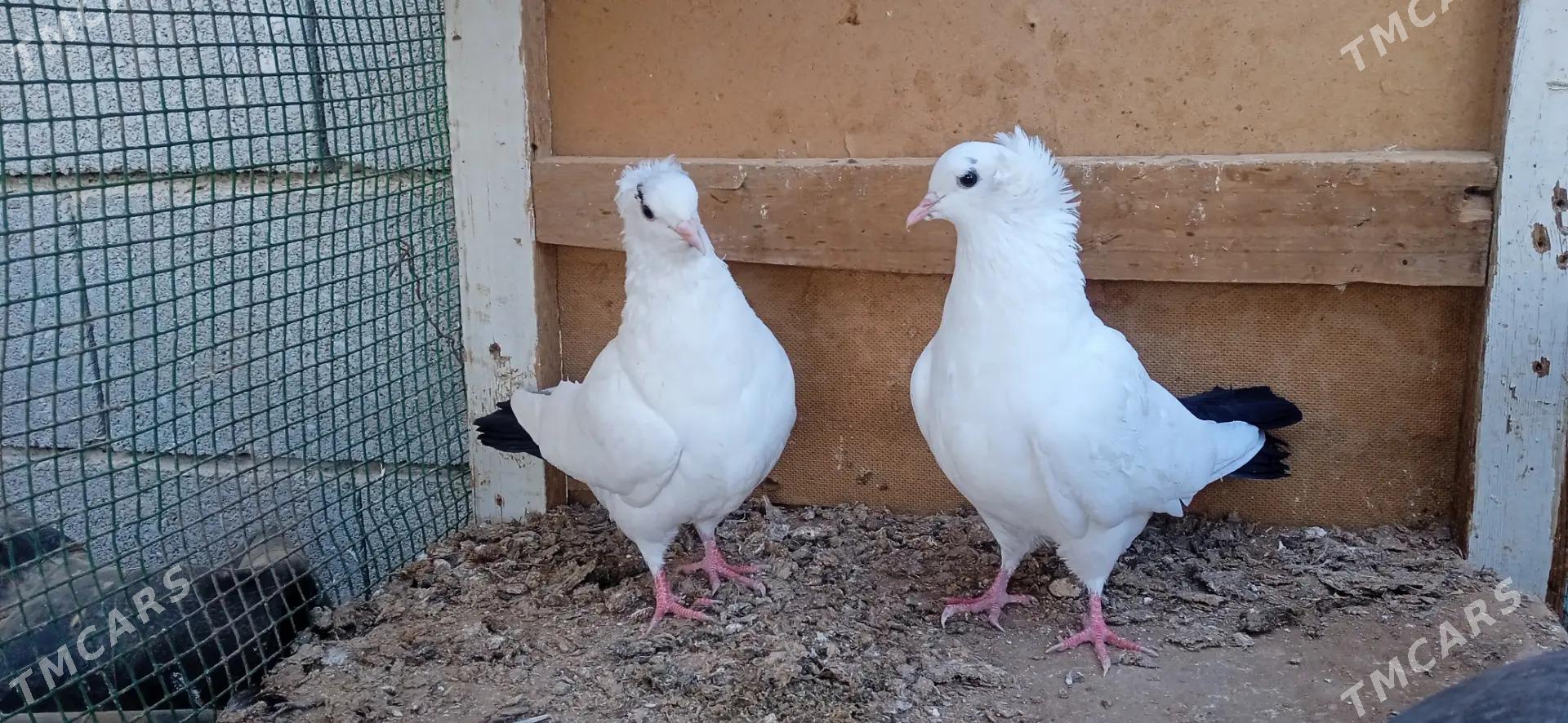 kepderi - Tejen - img 2