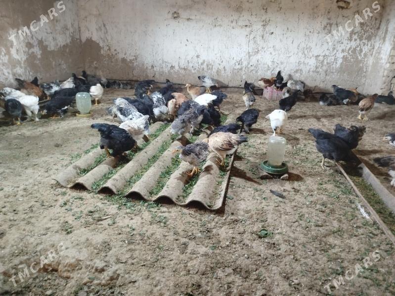 Towuk jüje - Baýramaly - img 3