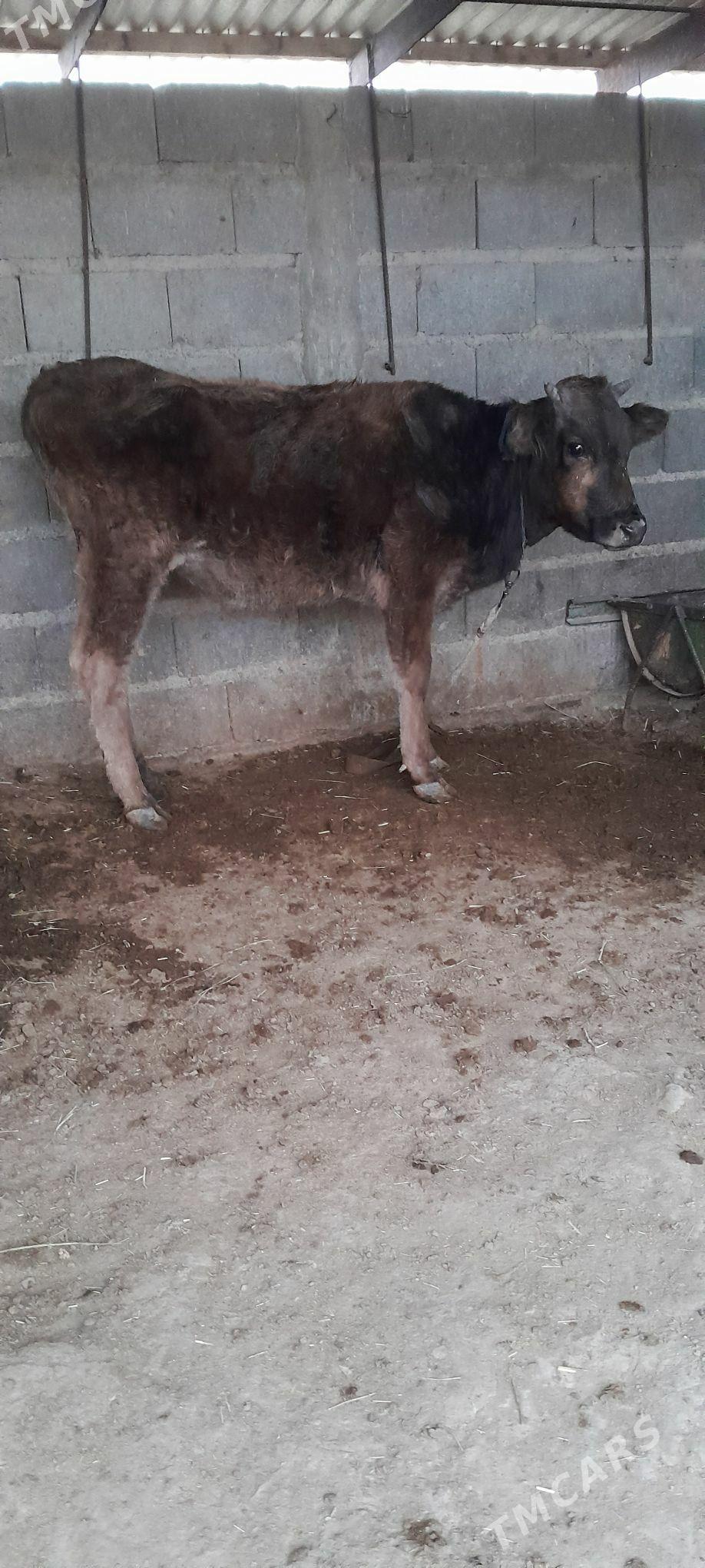 gysyr tuwe - Бахарден - img 1