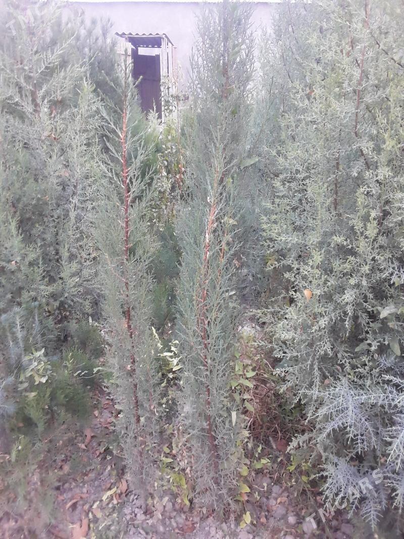 hawarlasywerin anyk yeri babar - Arkadag - img 2