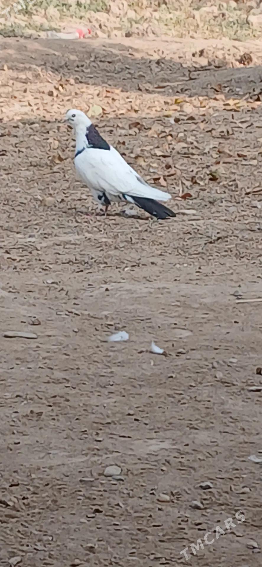 kepderi - Tejen - img 2