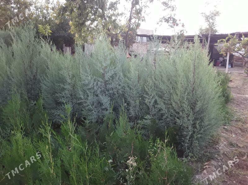 hawarlasywerin anyk yeri babar - Arkadag - img 3