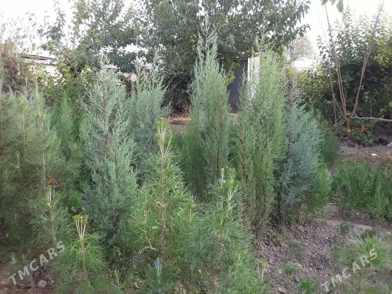 hawarlasywerin anyk yeri babar - Arkadag - img 4