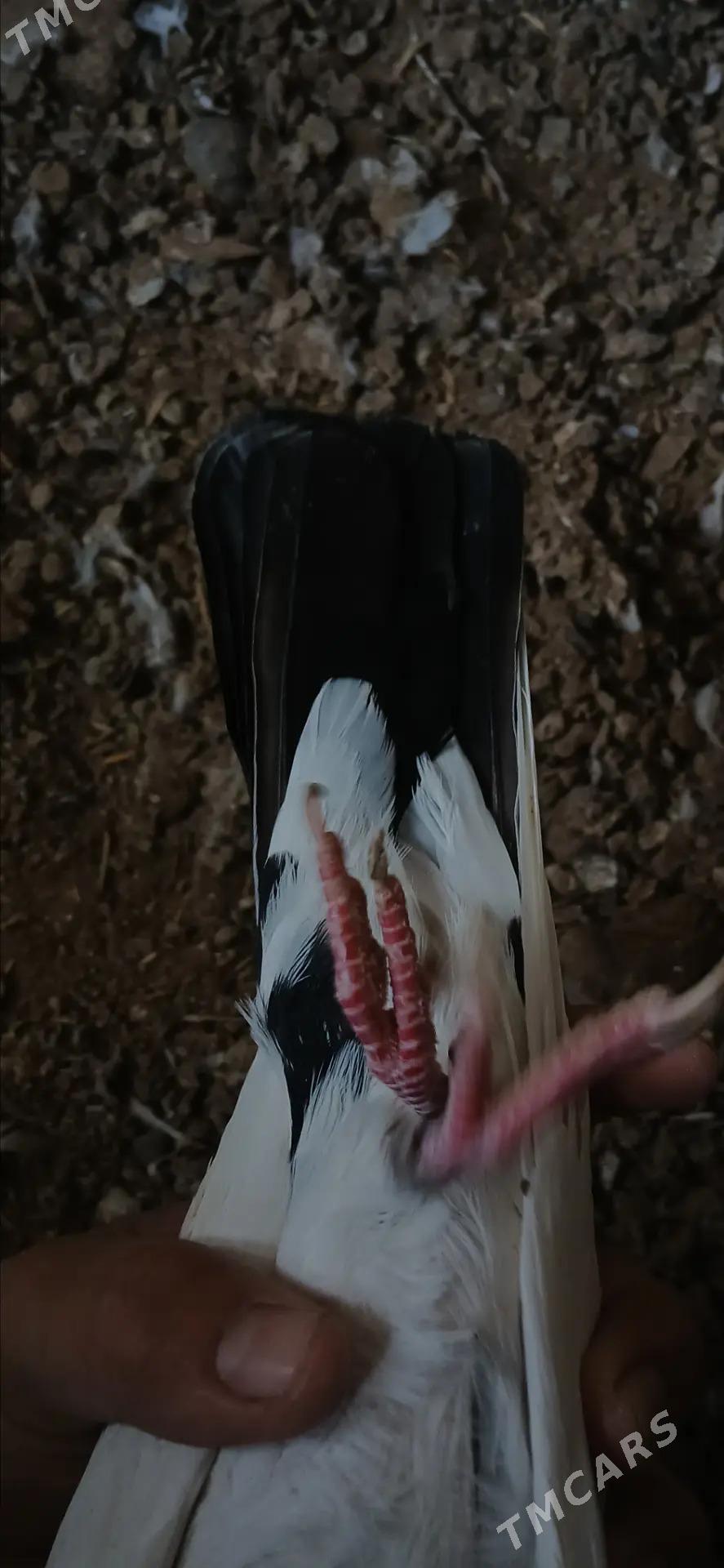 kepderi - Tejen - img 5