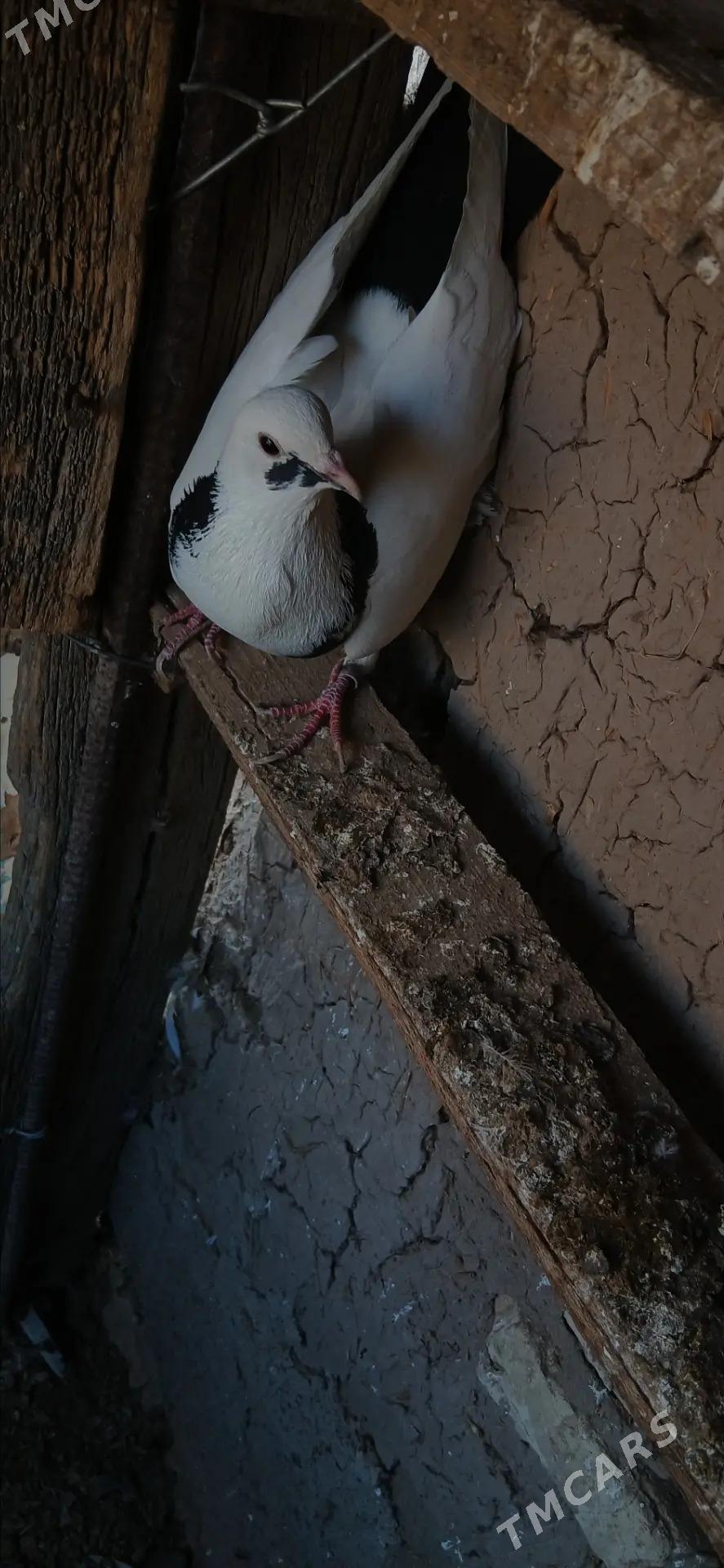 kepderi - Tejen - img 4