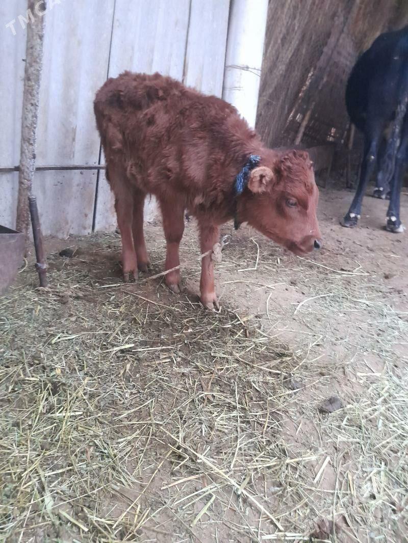 Göleli sygyr - Мары - img 2