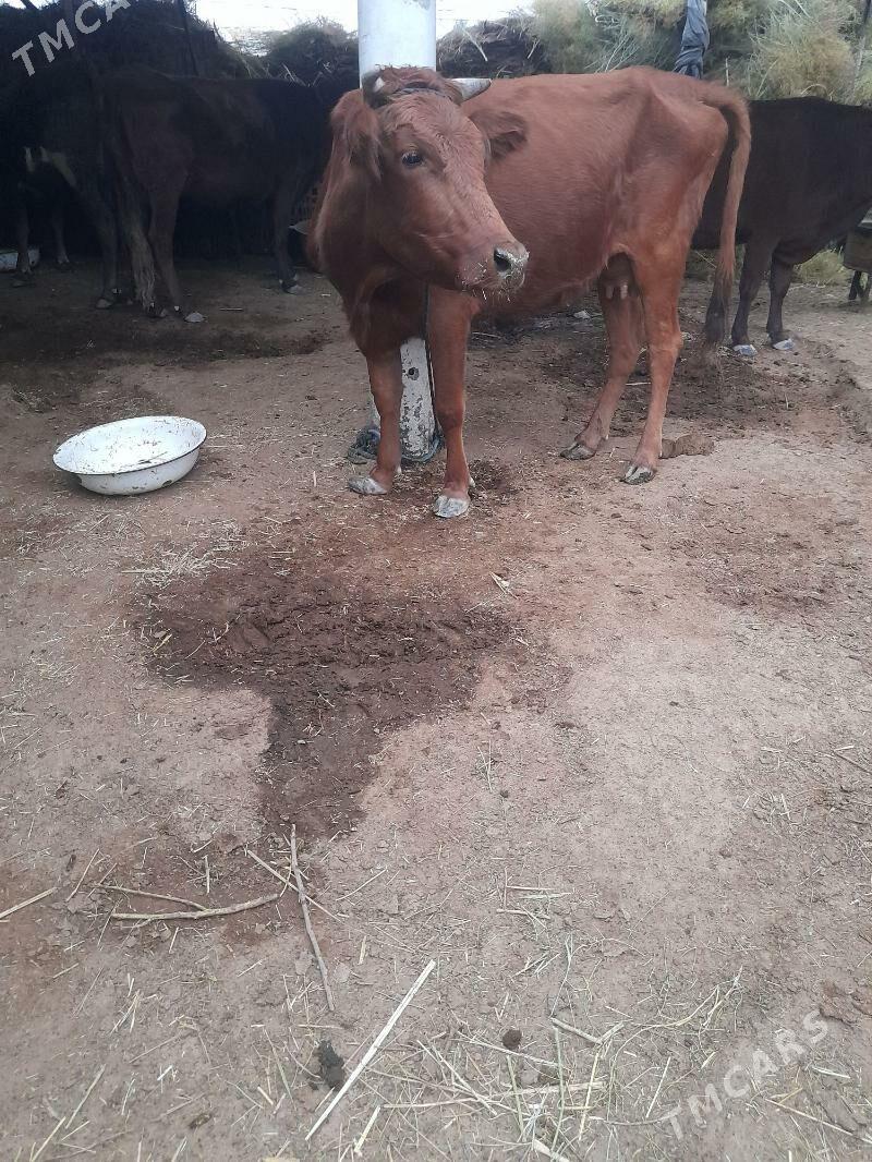 Göleli sygyr - Мары - img 4