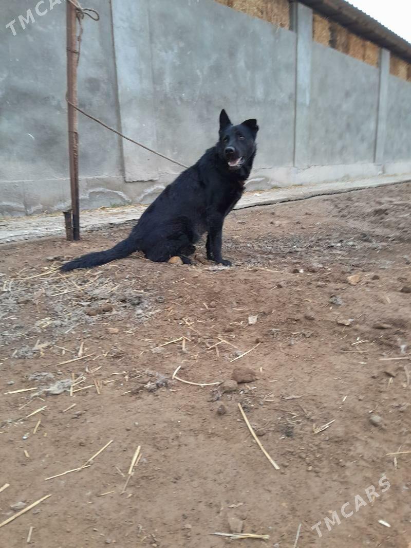 afcaka - Daşoguz - img 2