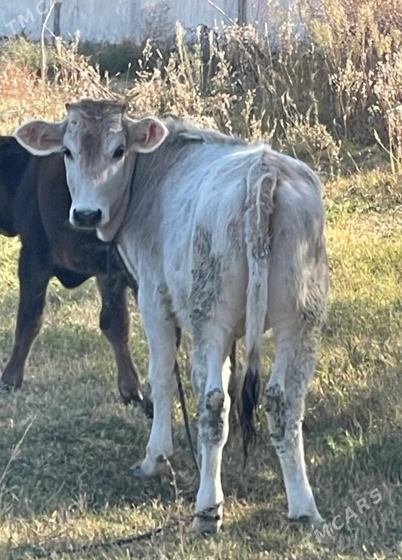 Şiwes Tuweler - Бузмеин - img 5