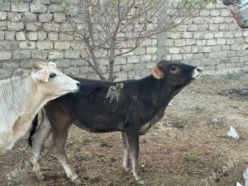 Şiwes Tuweler - Бузмеин - img 3