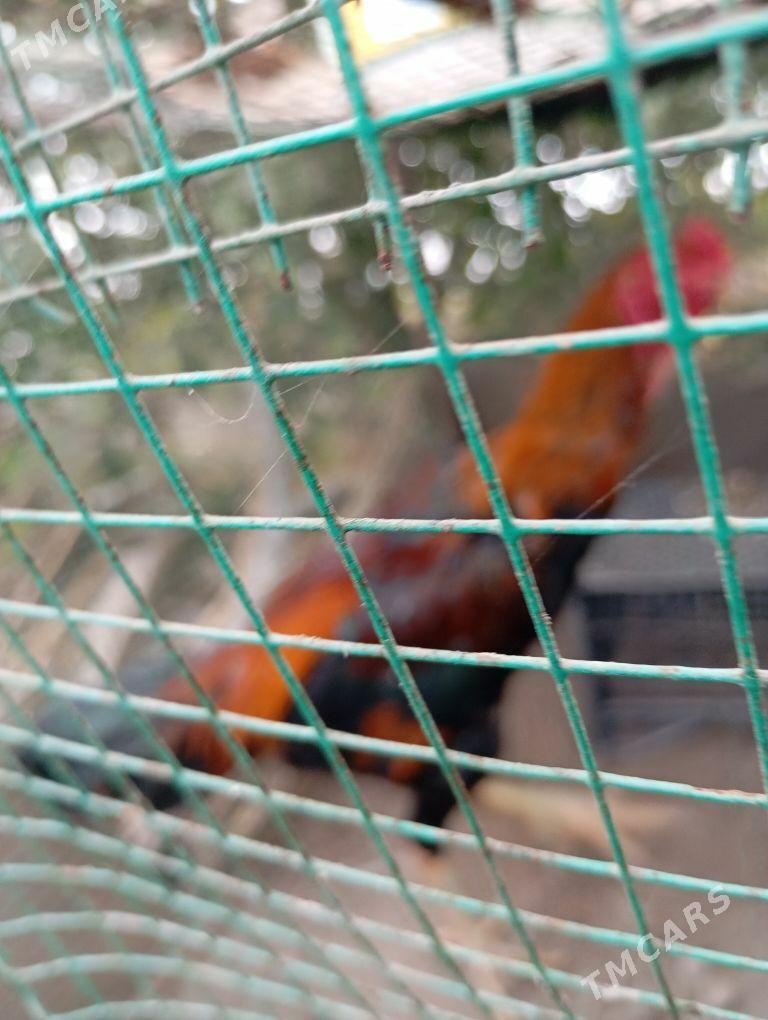  - Туркменабат - img 3