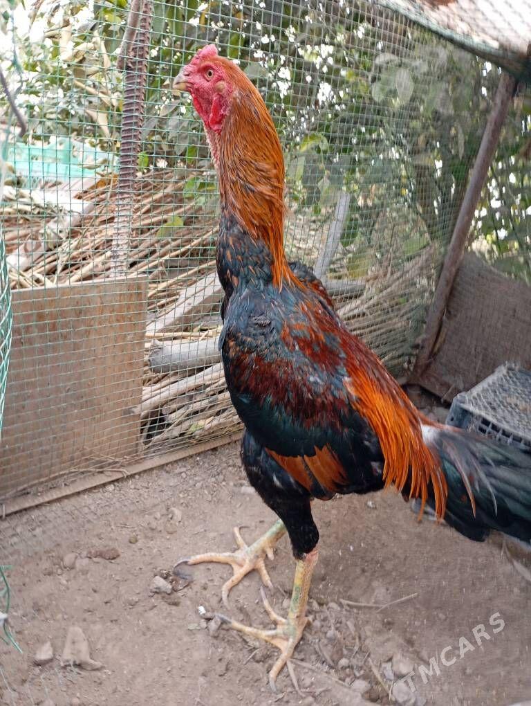  - Туркменабат - img 4