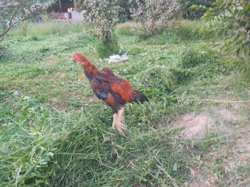  - Туркменабат - img 6