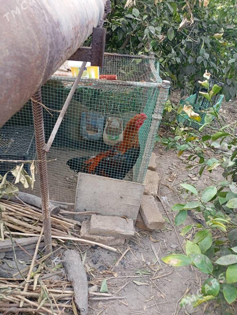  - Туркменабат - img 2