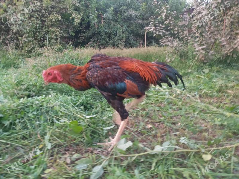  - Туркменабат - img 5