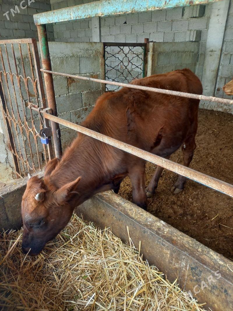 okuz - Гёкдепе - img 3