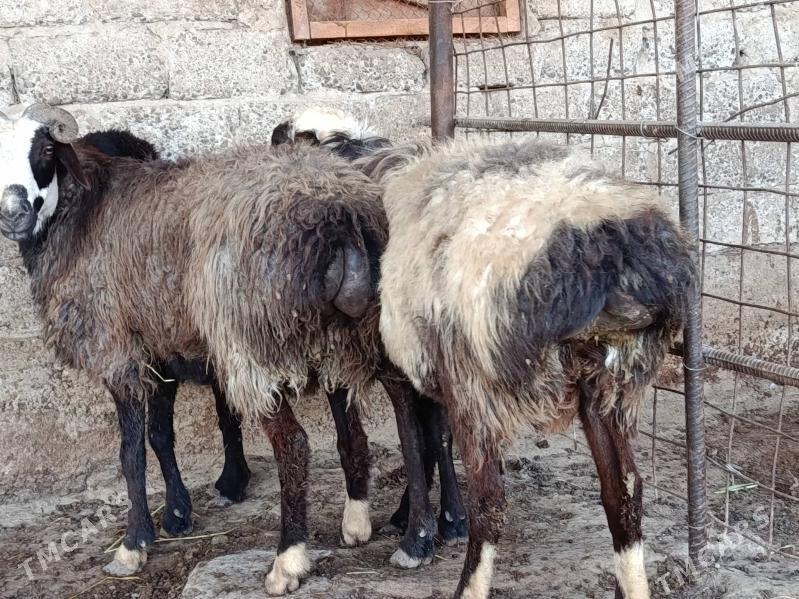 Goyun - Gökdepe - img 3