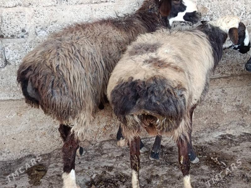 Goyun - Gökdepe - img 4