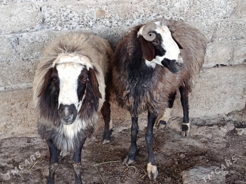 Goyun - Gökdepe - img 2