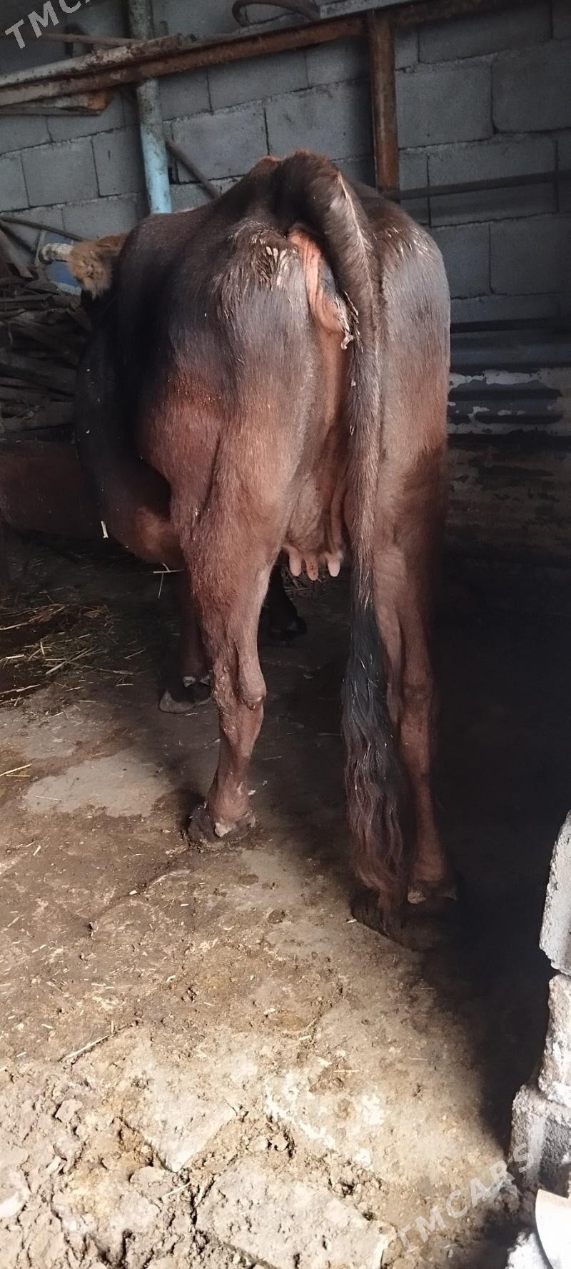 bogaz sygyr - Aşgabat - img 2