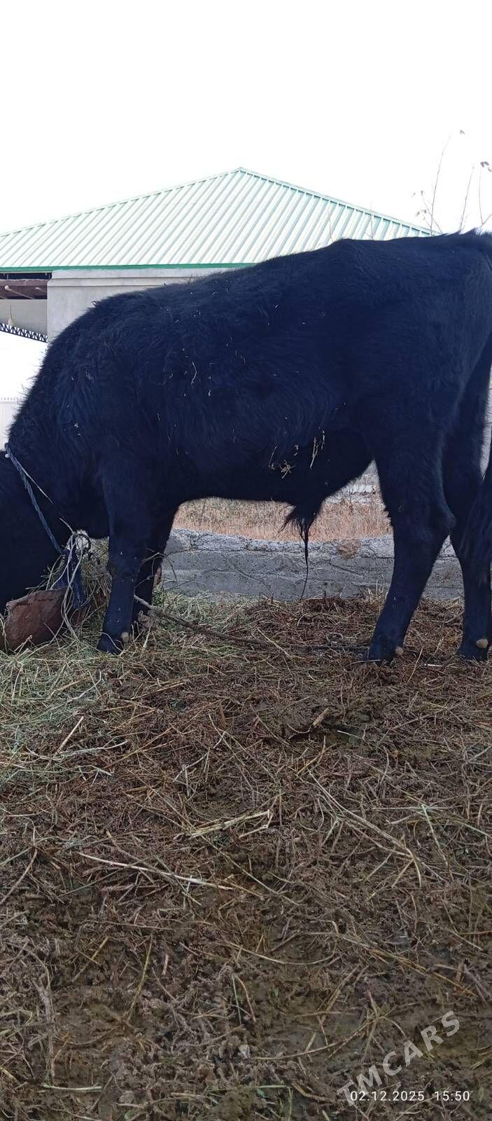 okuzçe - Бахарден - img 6