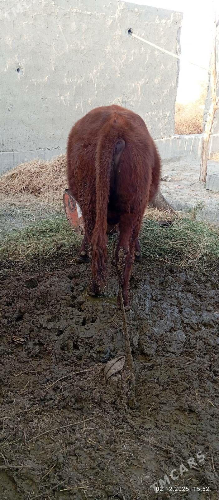 okuzçe - Бахарден - img 5