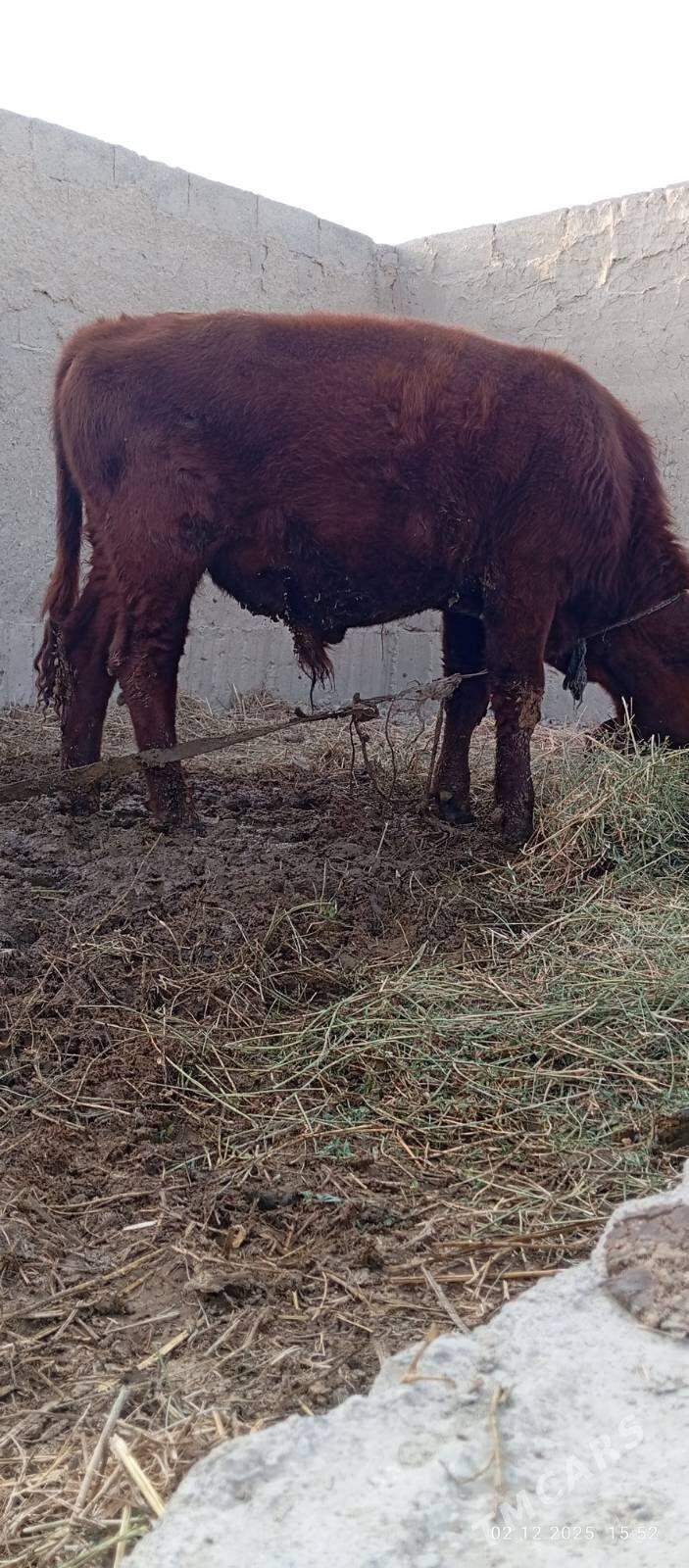 okuzçe - Бахарден - img 4