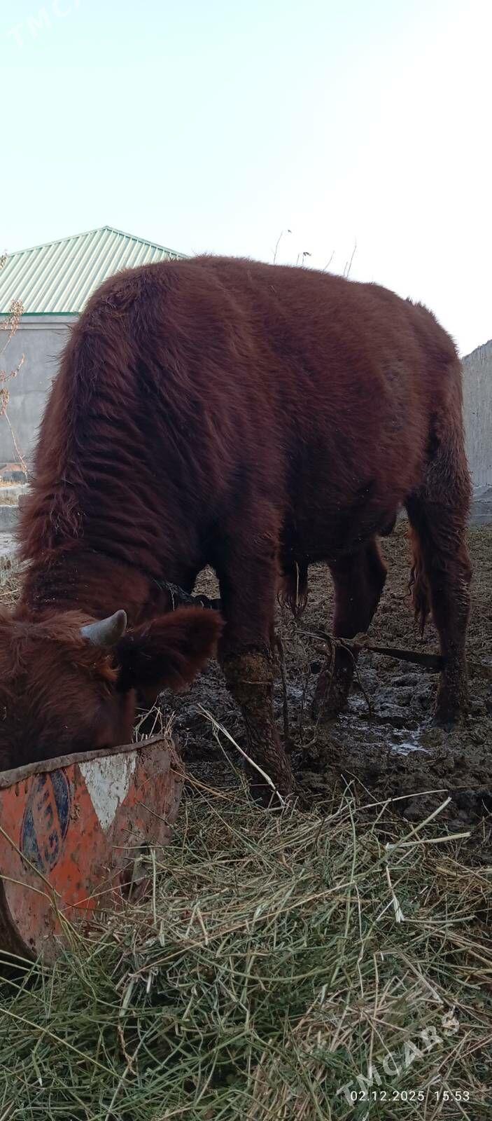 okuzçe - Бахарден - img 1