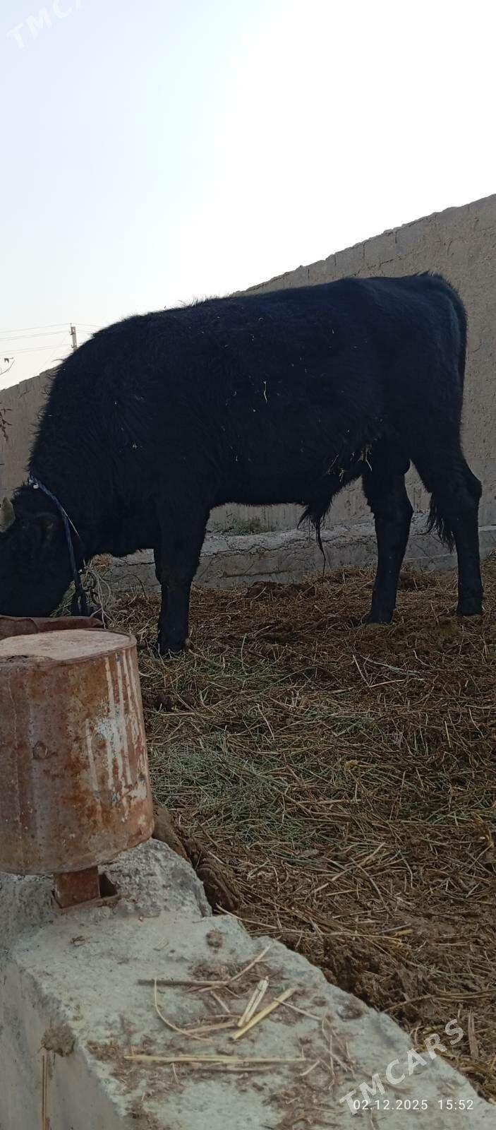 okuzçe - Бахарден - img 3