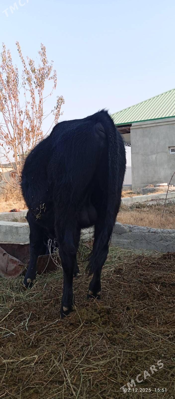 okuzçe - Бахарден - img 2