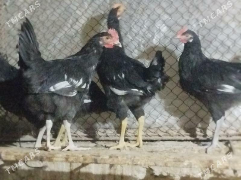 horoz - Гумдаг - img 2