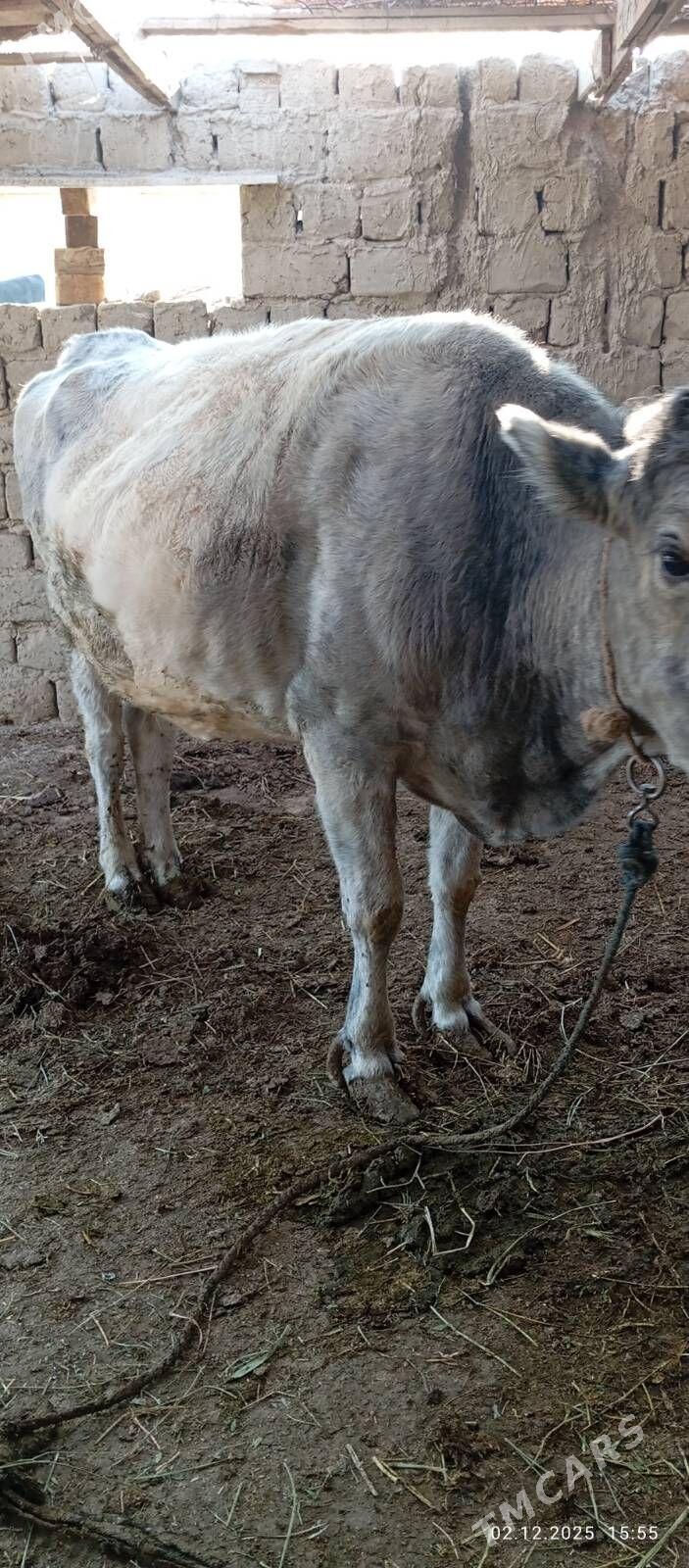 bakylan sygyr - Бахарден - img 2