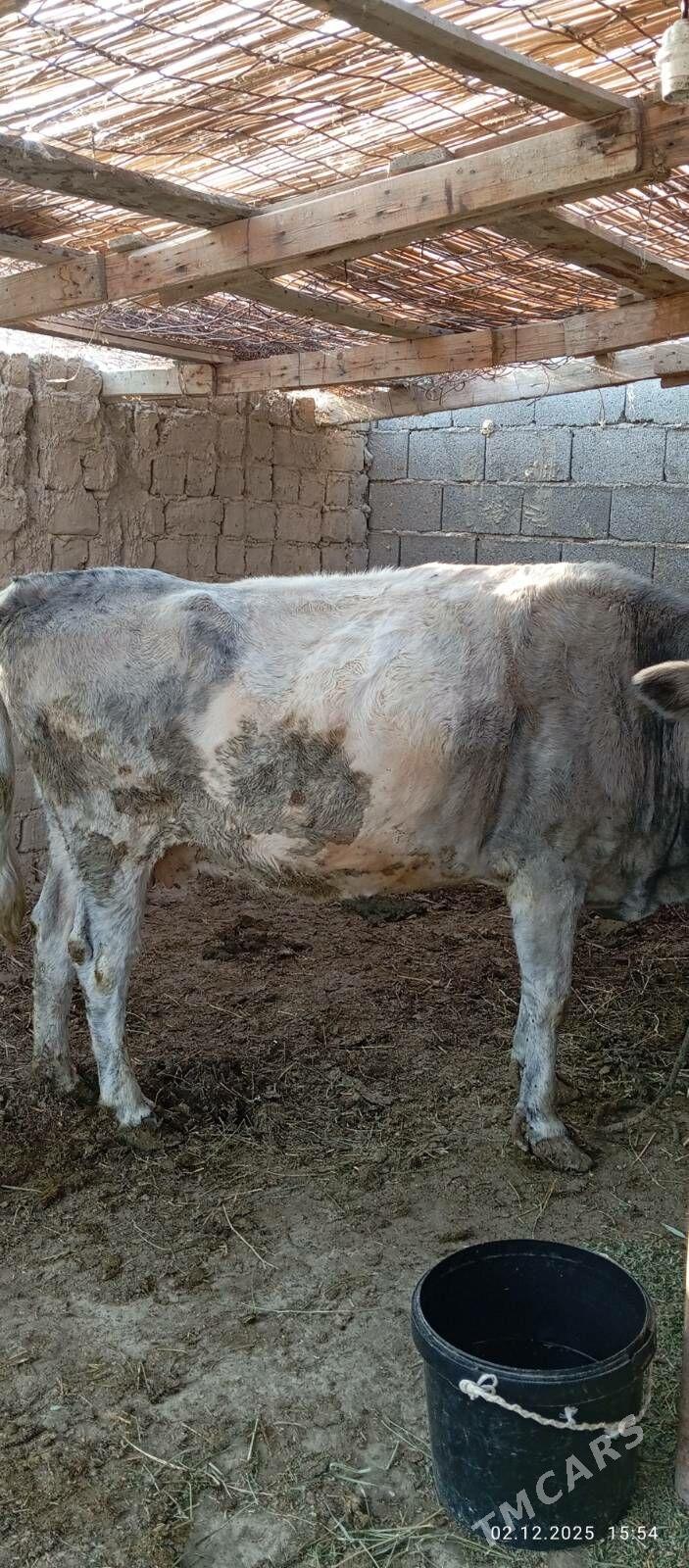 bakylan sygyr - Бахарден - img 3