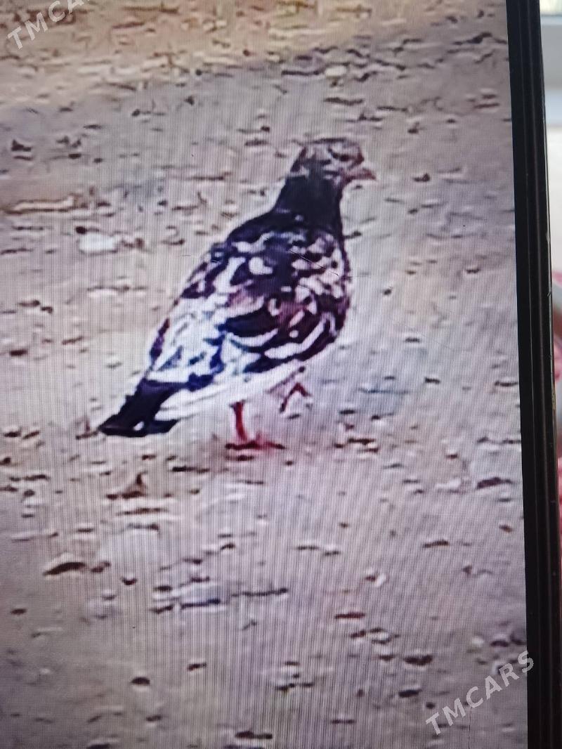 кепдери - Анев - img 7