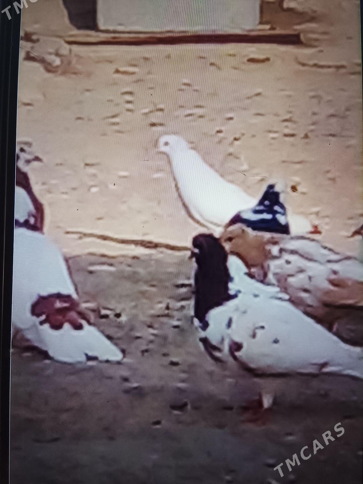 кепдери - Анев - img 2