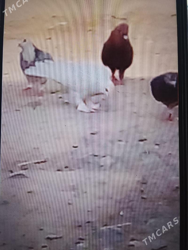 кепдери - Анев - img 4