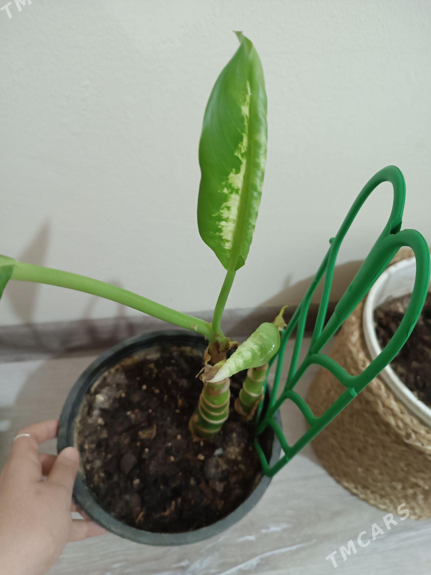 Диффенбахия, Diffenbahia - 2 мкр - img 3