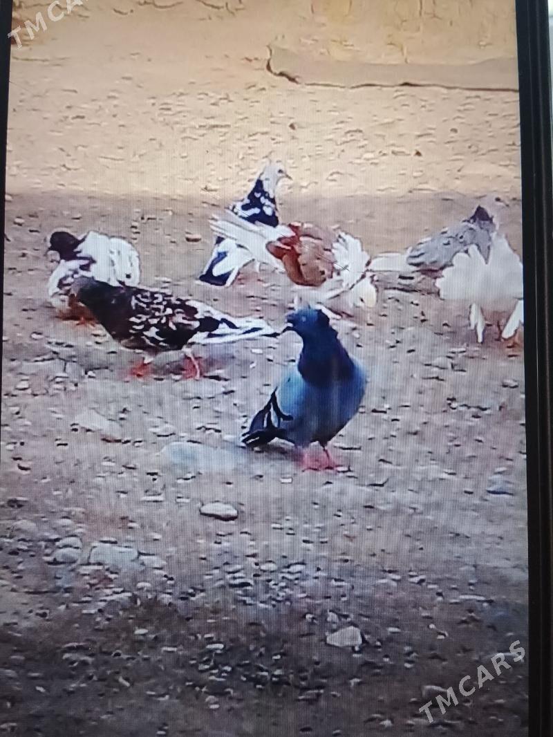 кепдери - Анев - img 5