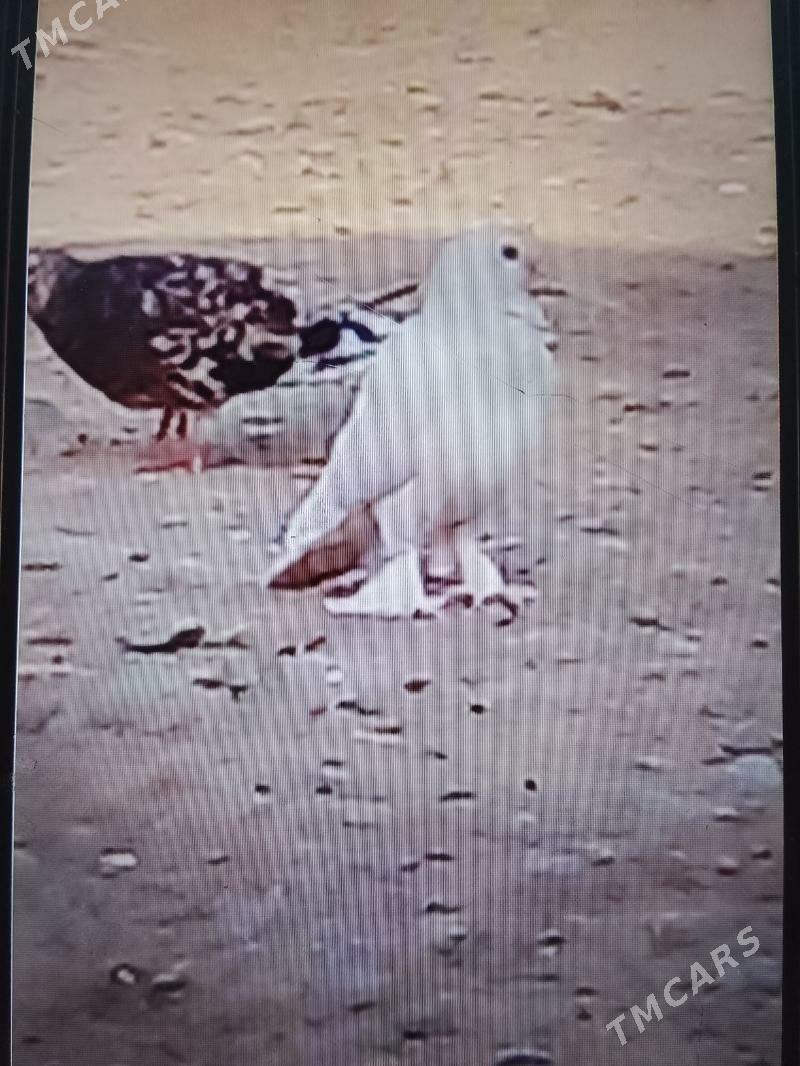 кепдери - Анев - img 3