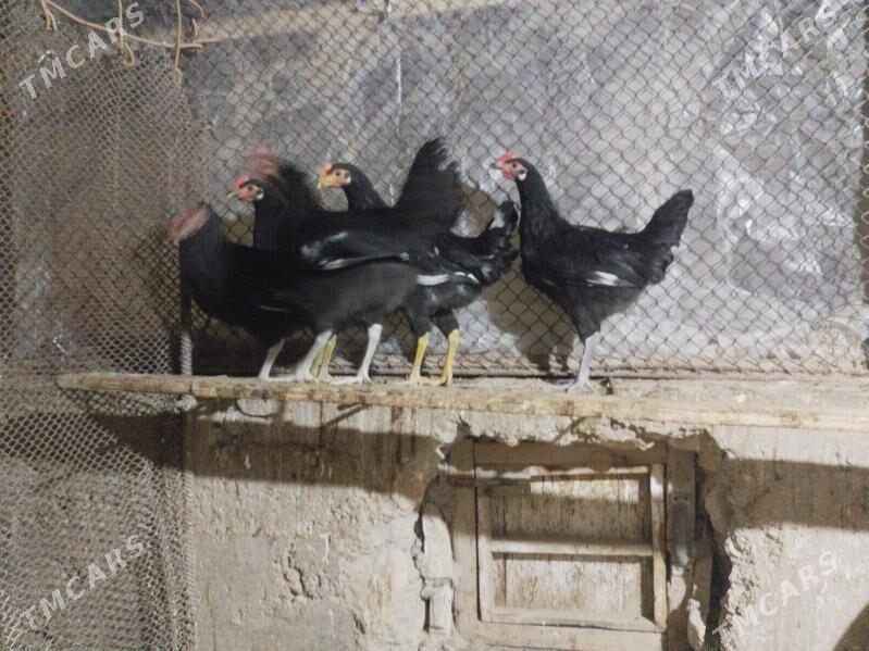 horoz - Гумдаг - img 3