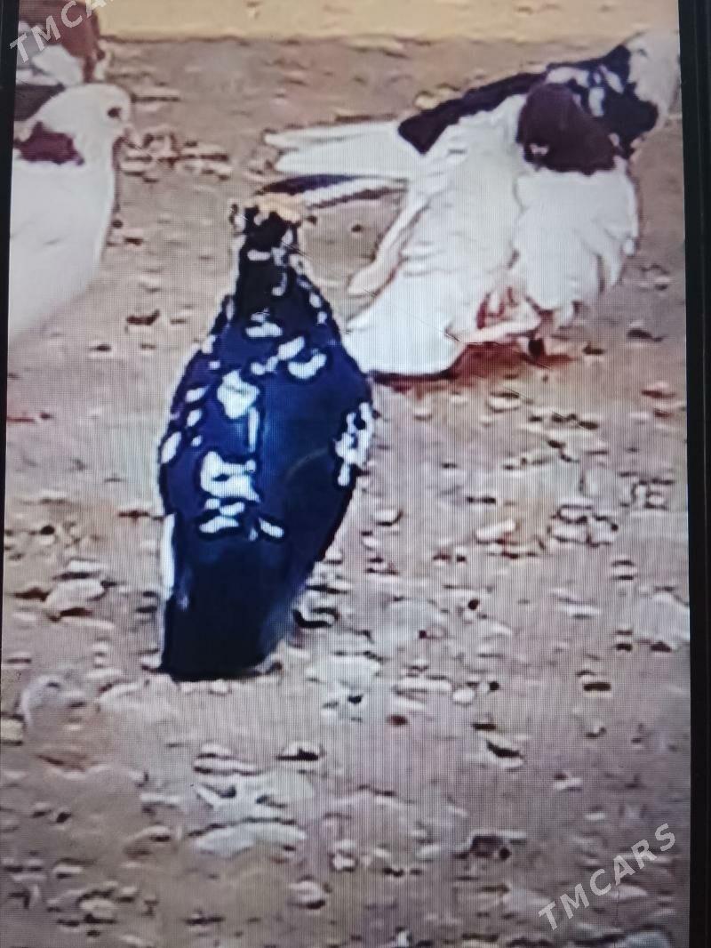 кепдери - Анев - img 6