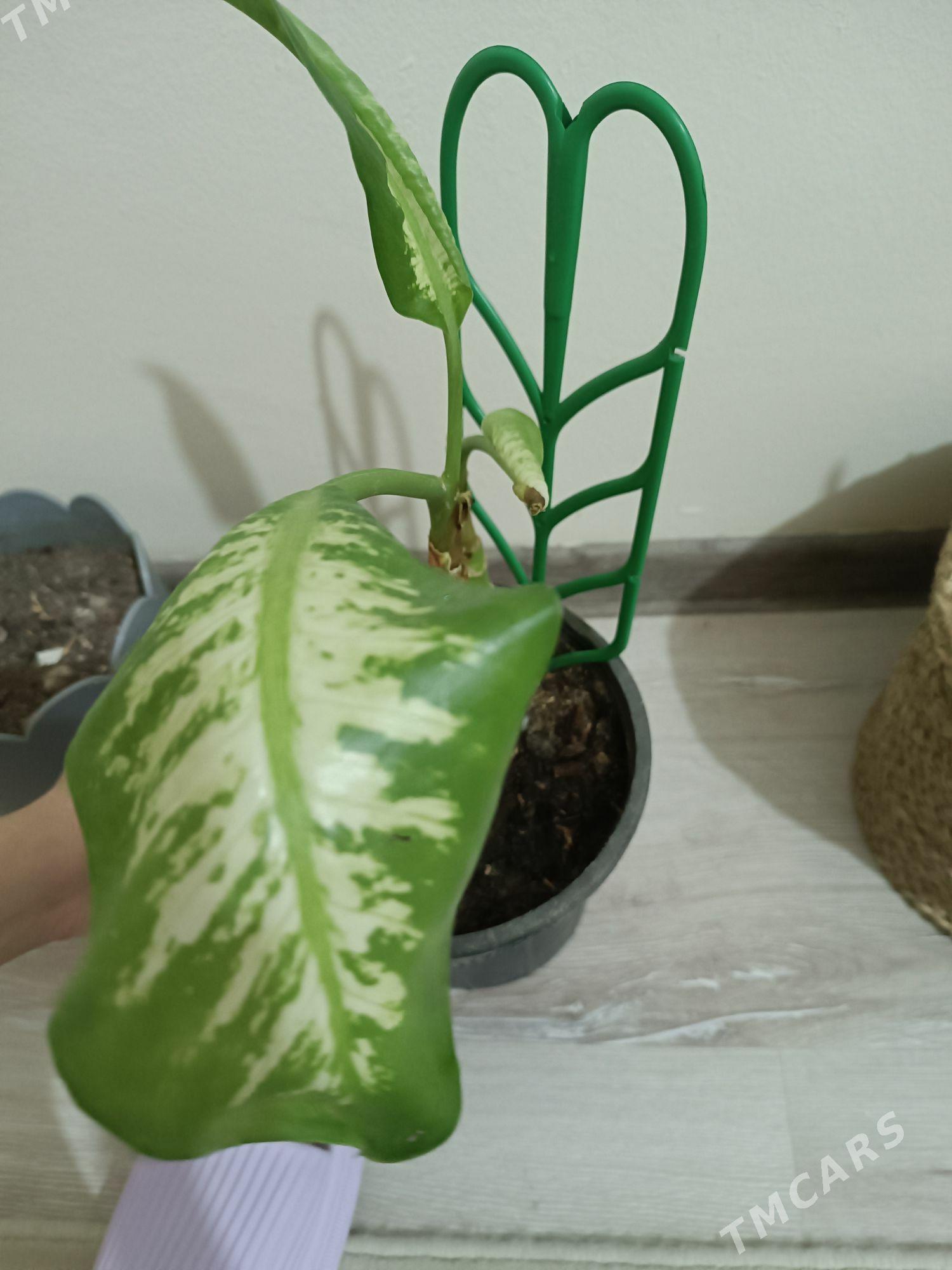 Диффенбахия, Diffenbahia - 2 мкр - img 2