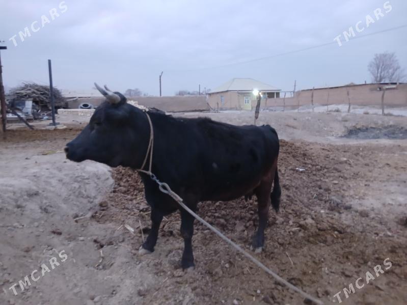 сыгыр - Kaka - img 4