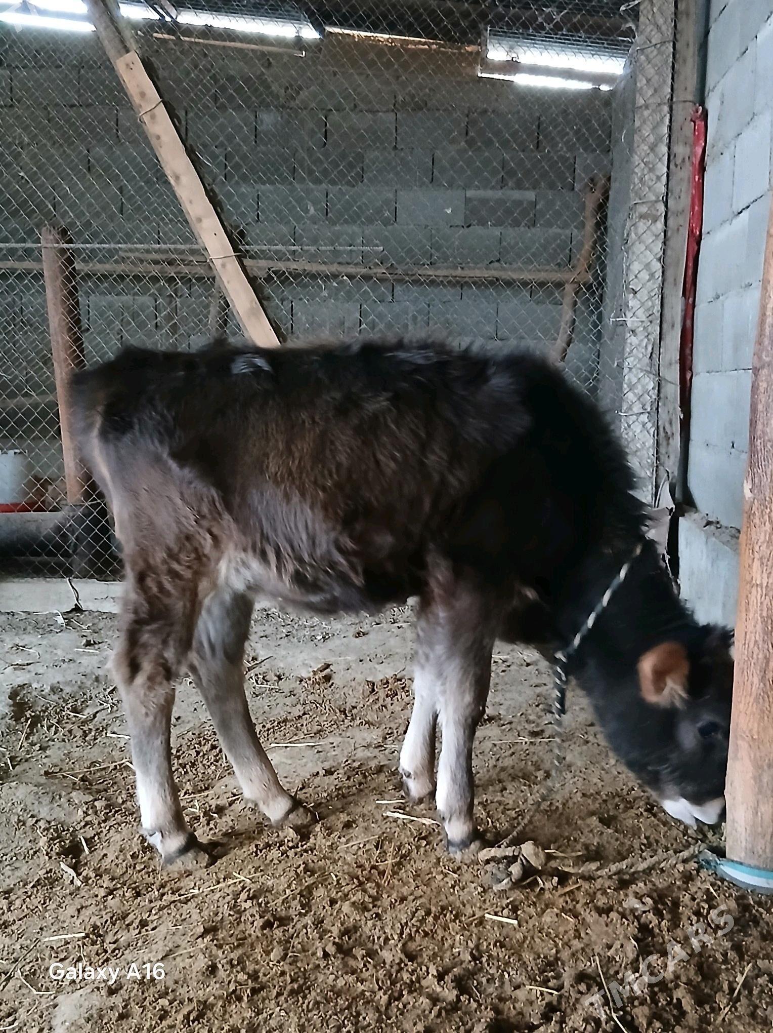 tuwe - Гёкдепе - img 2