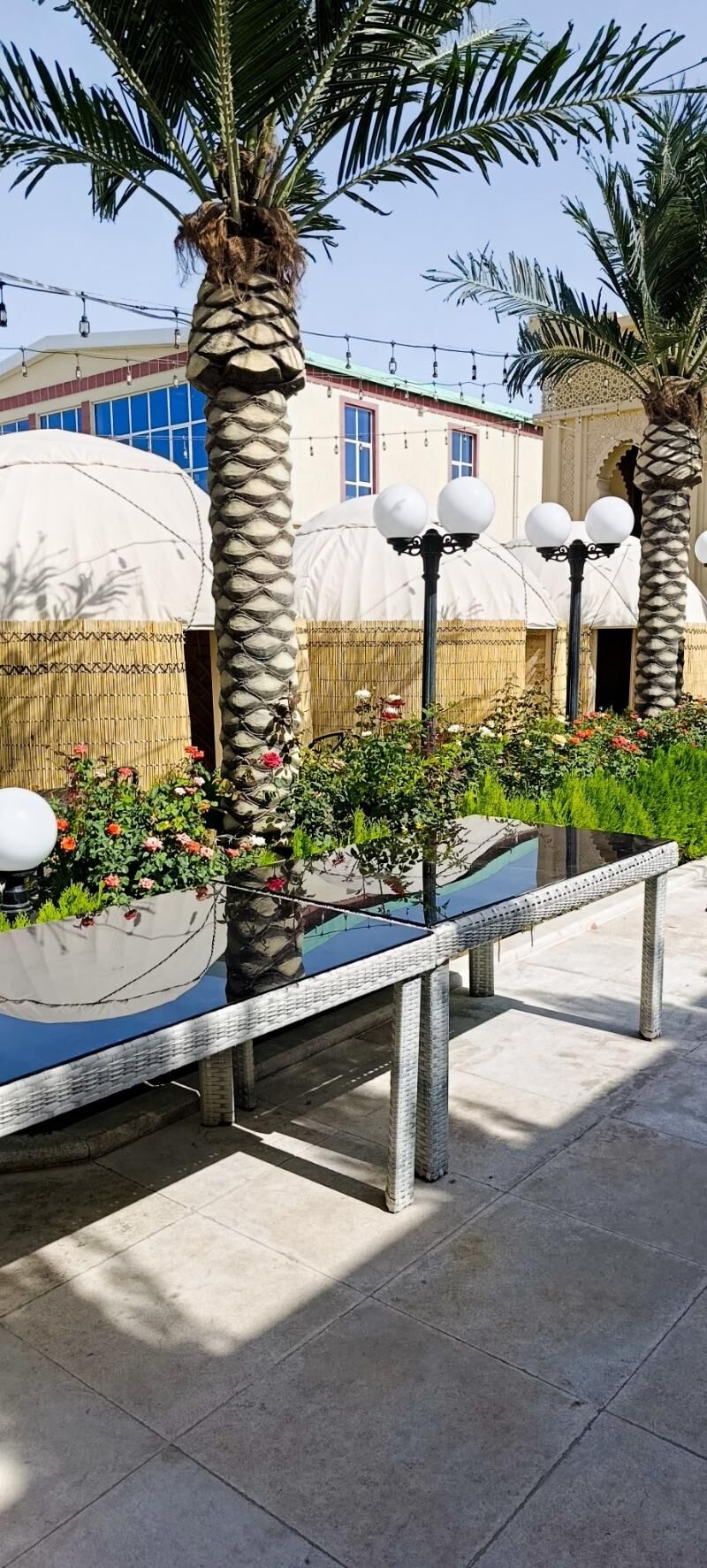 гамыш Gamyş AK öy gara Raşotgo - Çoganly - img 5